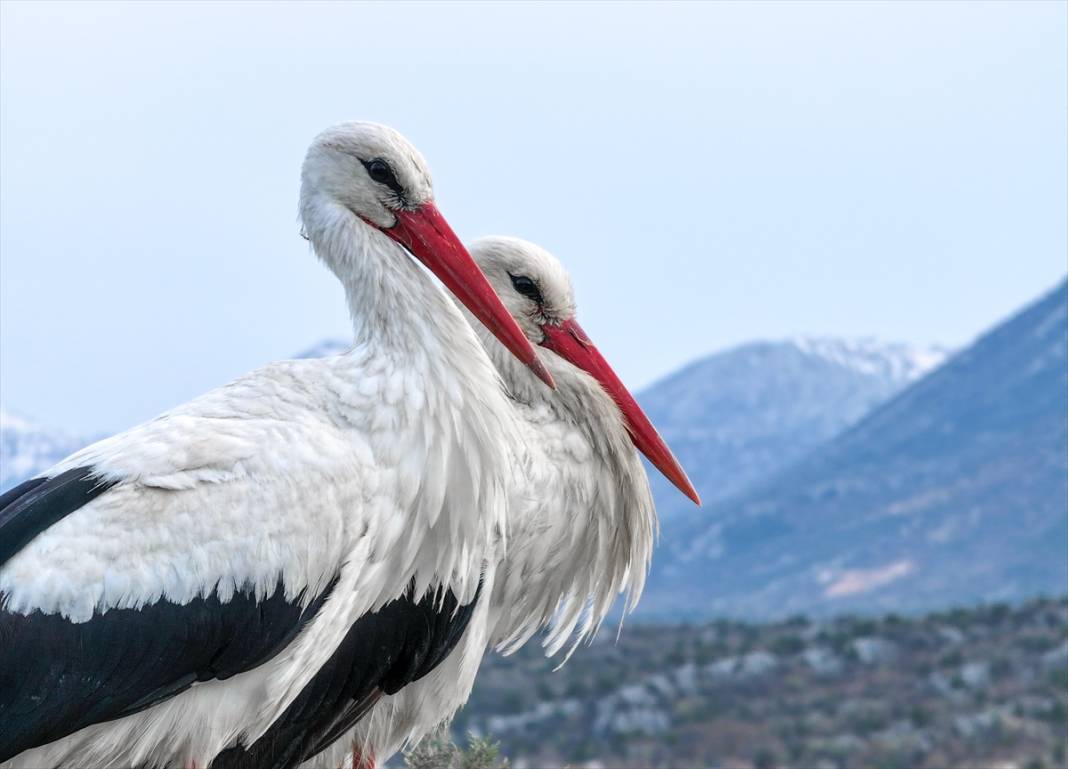 Konya'nın ilçesinde leylekler yumurtladı! Kuluçka dönemi başladı 7