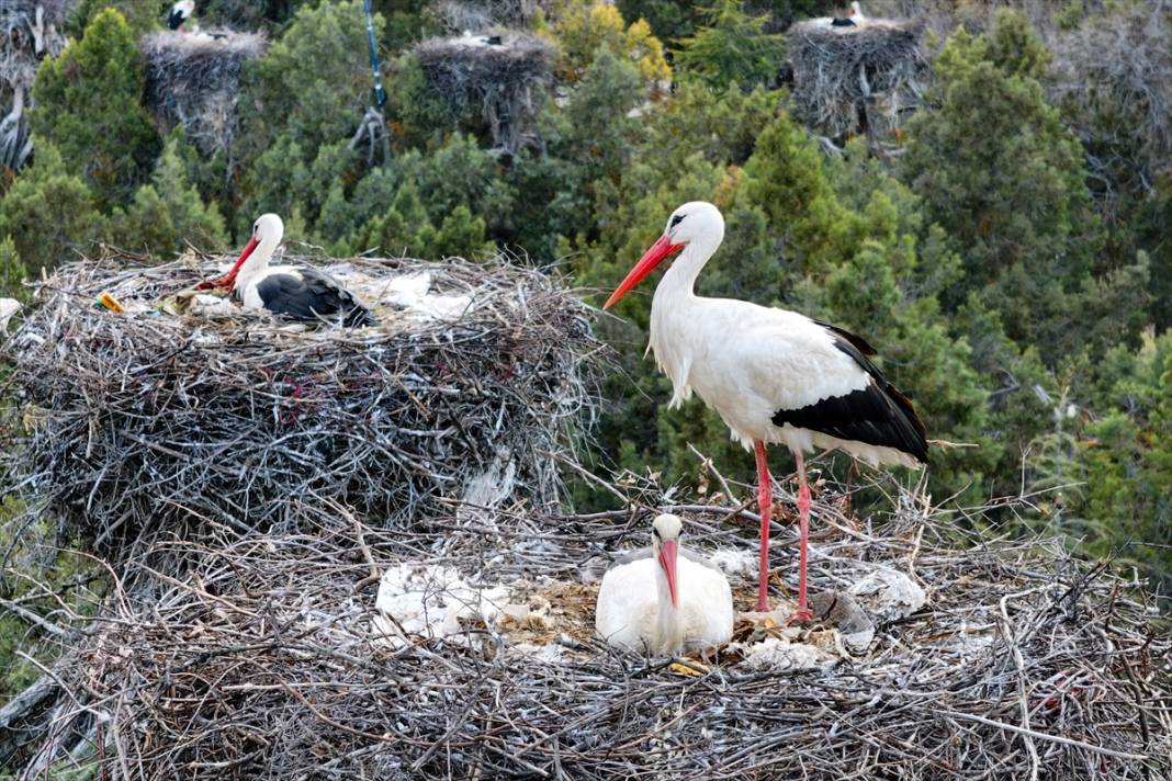 Konya'nın ilçesinde leylekler yumurtladı! Kuluçka dönemi başladı 10