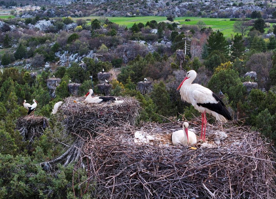 Konya'nın ilçesinde leylekler yumurtladı! Kuluçka dönemi başladı 8