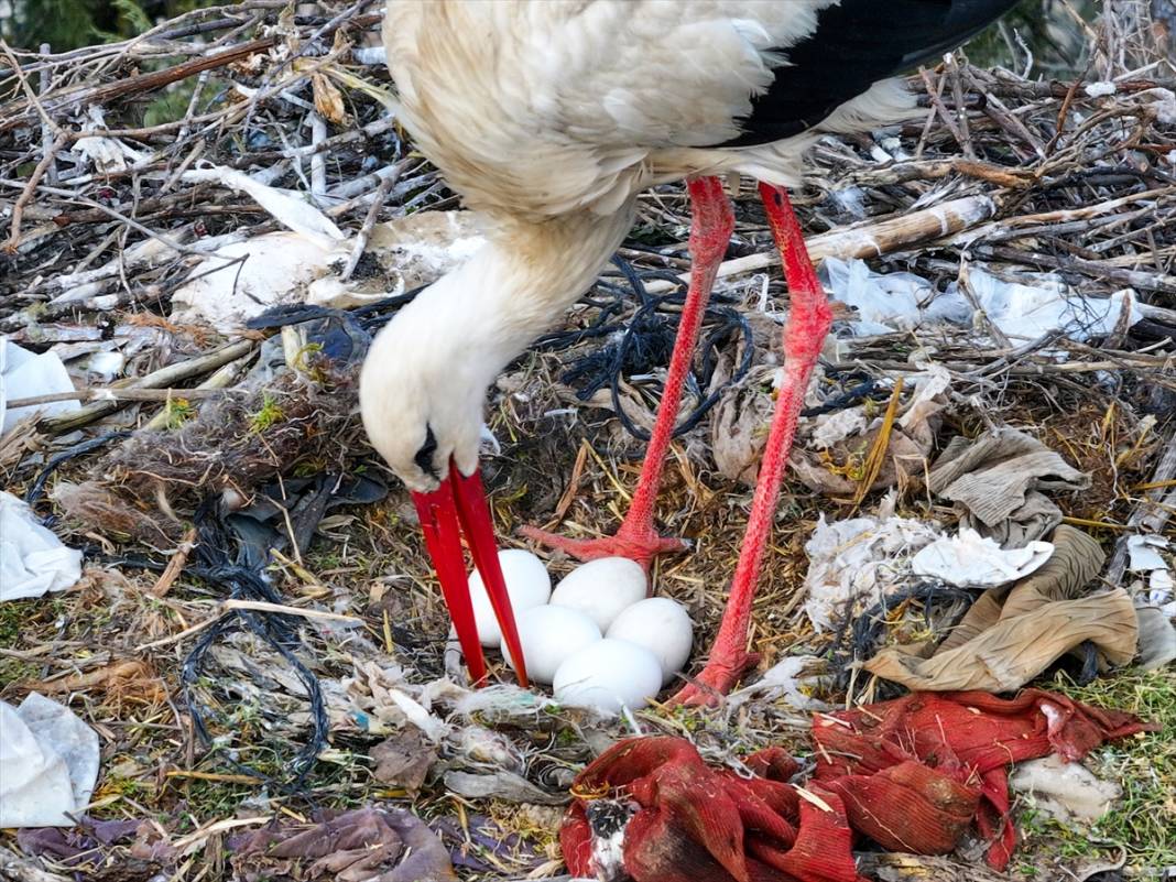 Konya'nın ilçesinde leylekler yumurtladı! Kuluçka dönemi başladı 9