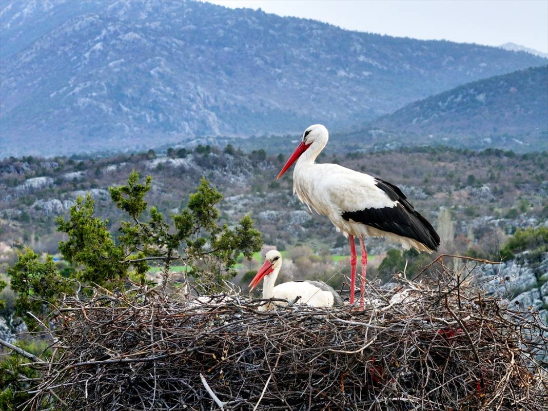 Konya'nın ilçesinde leylekler yumurtladı! Kuluçka dönemi başladı 11