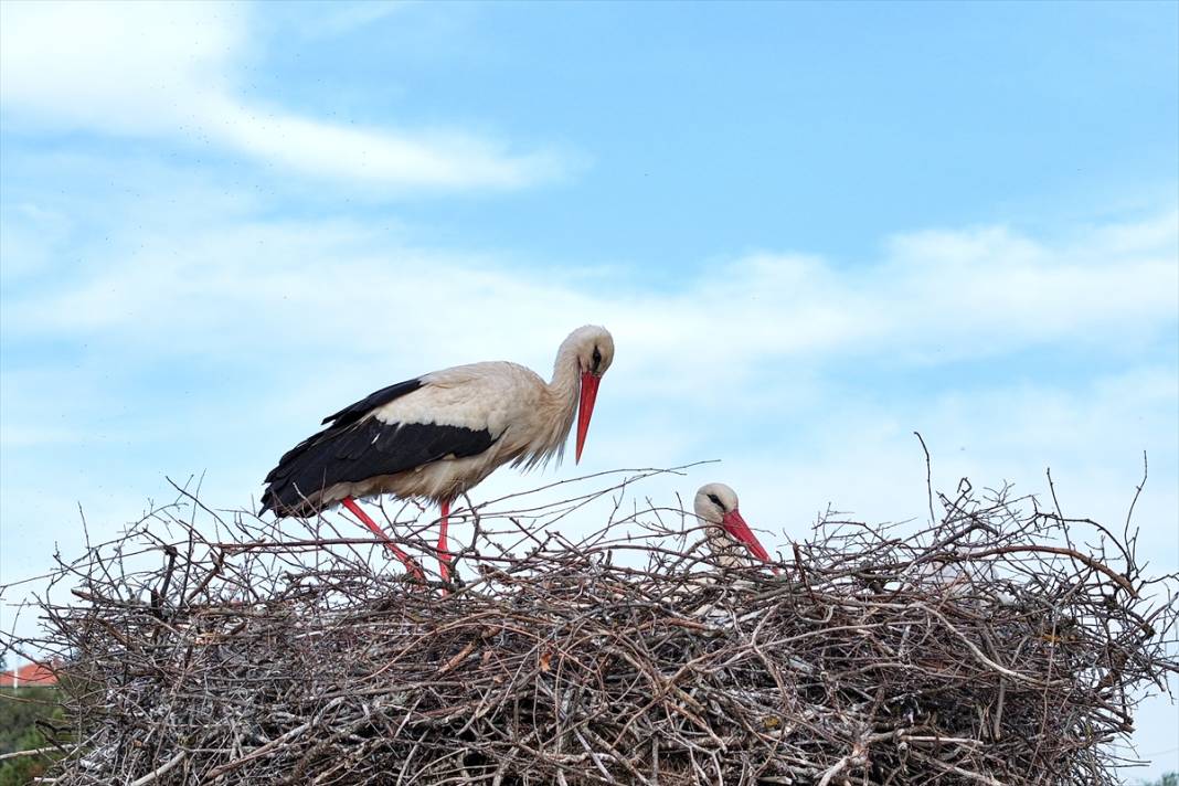 Konya'nın ilçesinde leylekler yumurtladı! Kuluçka dönemi başladı 12