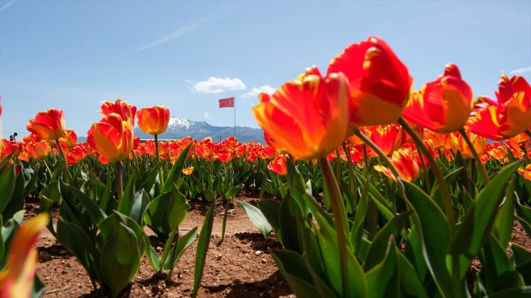 Konya ve Karaman'dan dünyaya satıyor: Osmanlı sonrası ilk kez o getirmiş! 9