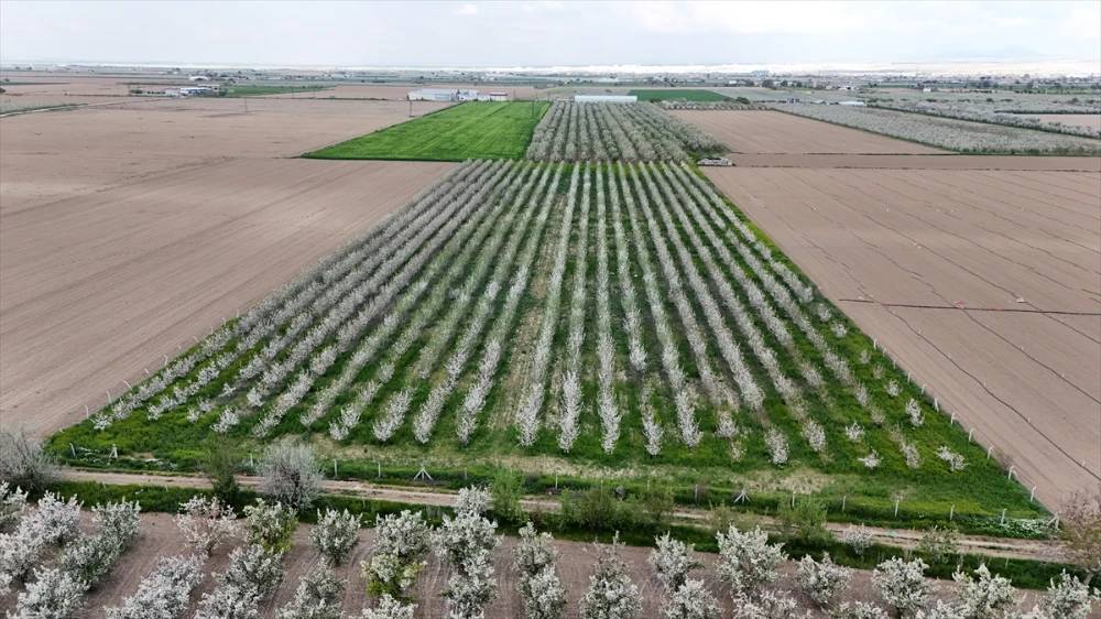 Karaman'da bahçeler beyaza büründü 2