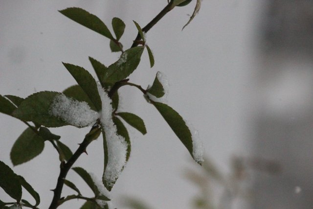 Konya'ya yılın ilk karı yağdı 10