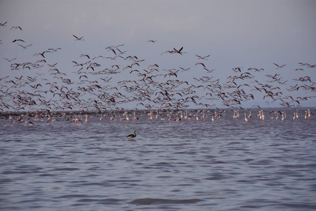 Tuz Gölü’nde kuluçkadan çıkan yavru flamingolar görsel şölen oluşturuyor 1