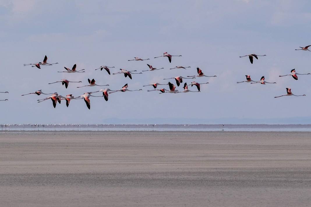 Tuz Gölü’nde kuluçkadan çıkan yavru flamingolar görsel şölen oluşturuyor 2