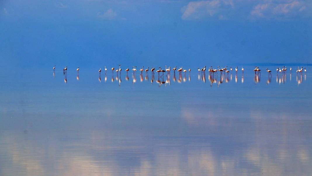 Tuz Gölü’nde kuluçkadan çıkan yavru flamingolar görsel şölen oluşturuyor 3