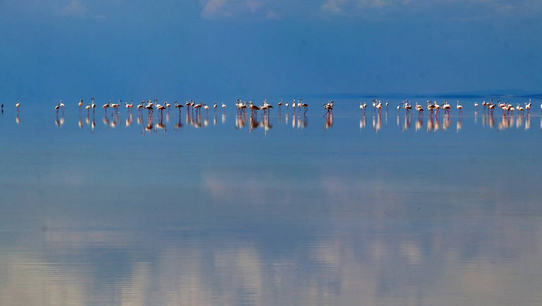 Tuz Gölü’nde kuluçkadan çıkan yavru flamingolar görsel şölen oluşturuyor 4