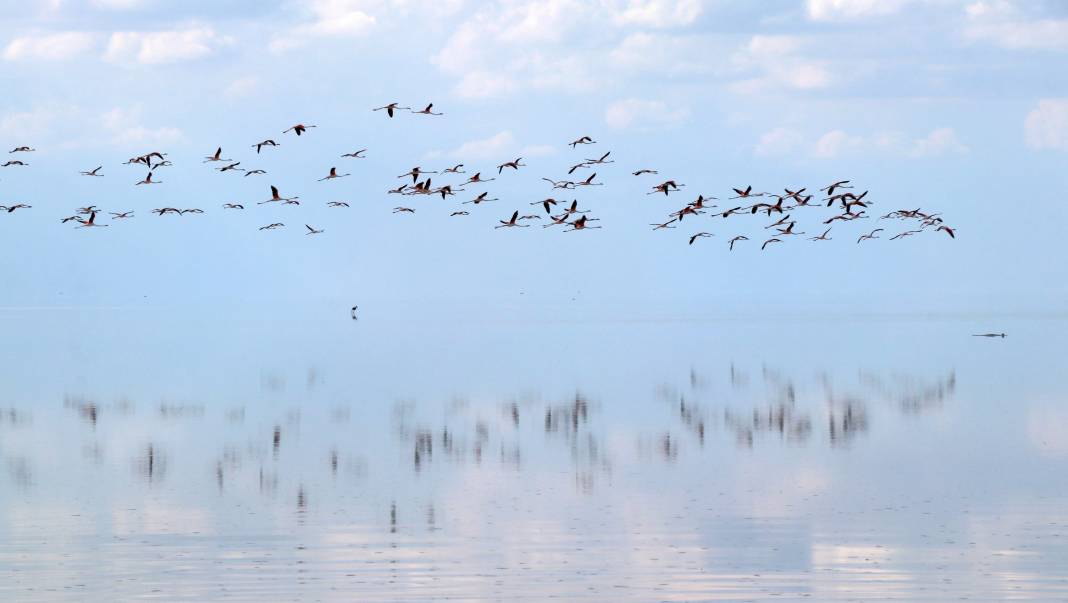 Tuz Gölü’nde kuluçkadan çıkan yavru flamingolar görsel şölen oluşturuyor 5