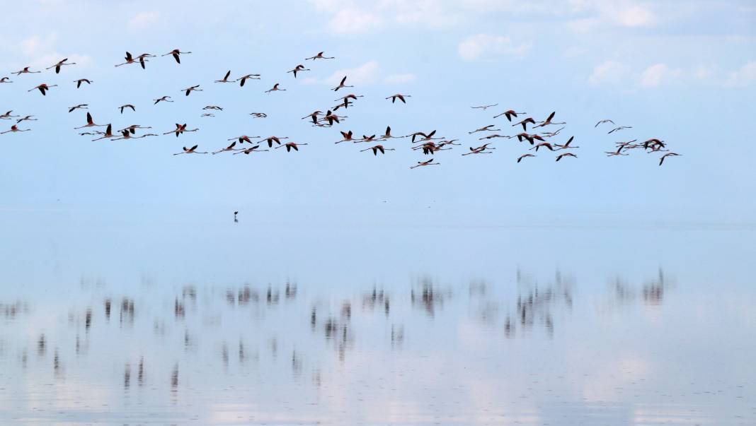 Tuz Gölü’nde kuluçkadan çıkan yavru flamingolar görsel şölen oluşturuyor 6