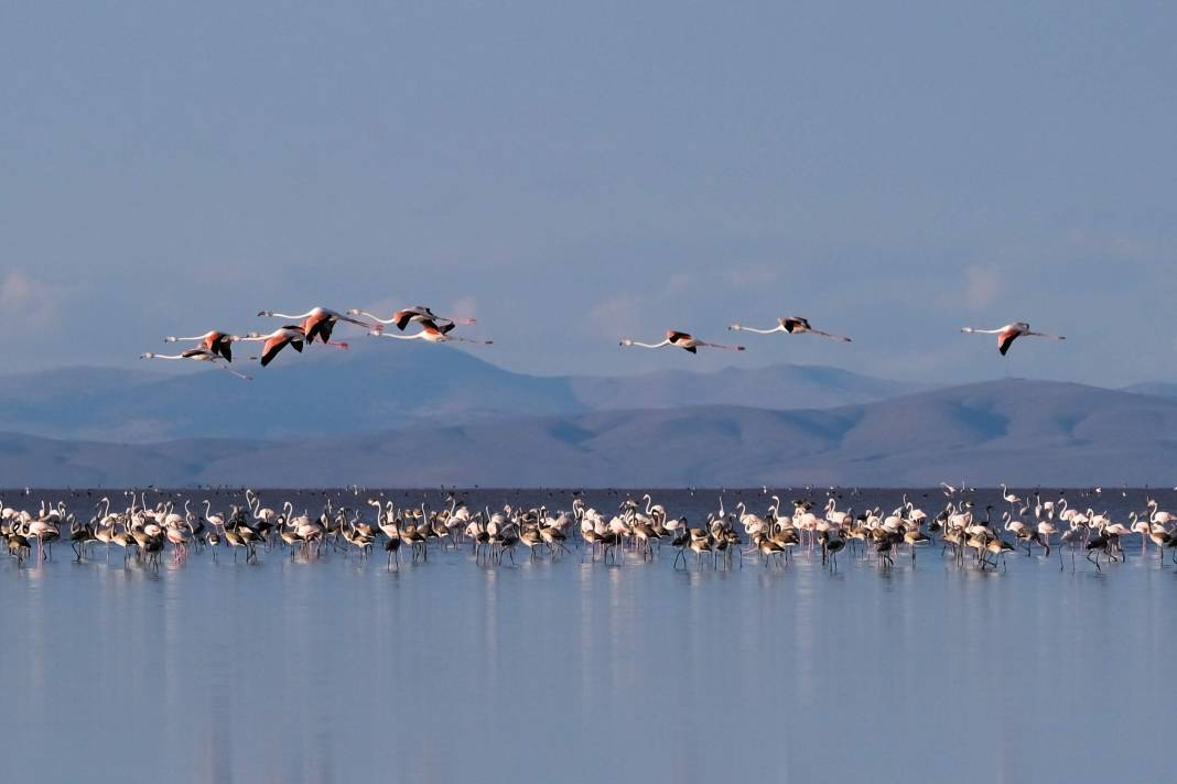 Tuz Gölü’nde kuluçkadan çıkan yavru flamingolar görsel şölen oluşturuyor 7