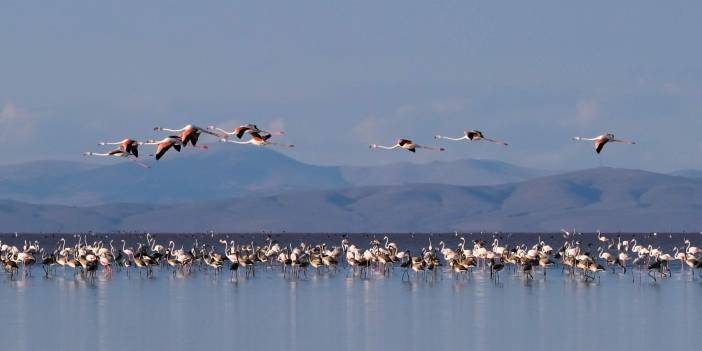 Tuz Gölü’nde kuluçkadan çıkan yavru flamingolar görsel şölen oluşturuyor