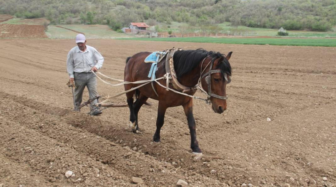 Konya'da çiftçilerin, binek hayvanlarıyla şeker fasulyesi ekim mesaisi başladı 5