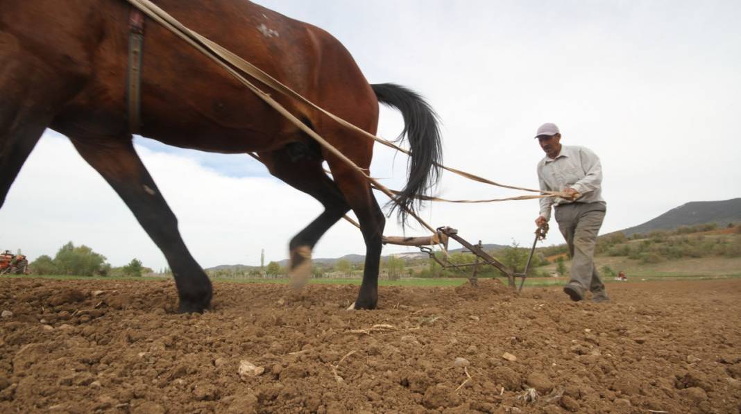 Konya'da çiftçilerin, binek hayvanlarıyla şeker fasulyesi ekim mesaisi başladı 7
