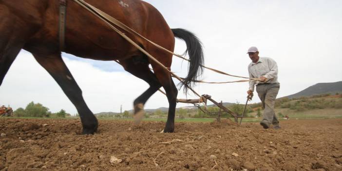 Konya'da çiftçilerin, binek hayvanlarıyla şeker fasulyesi ekim mesaisi başladı