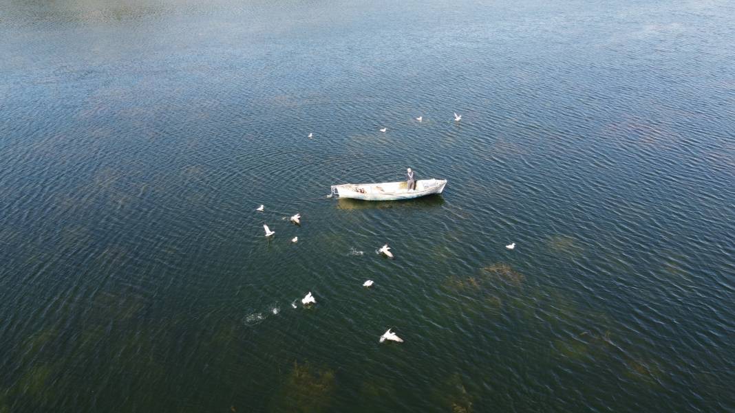 Beyşehir Gölü'nde teknelerinin peşine takılan martıların balık kapma yarışı 3