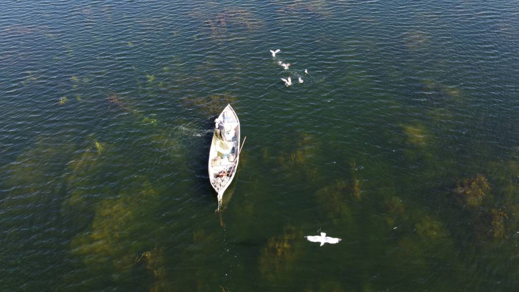 Beyşehir Gölü'nde teknelerinin peşine takılan martıların balık kapma yarışı 4