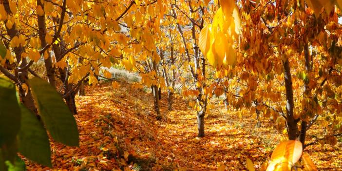 Orta Toros Dağlarında sonbahar renkleri görenleri büyülüyor
