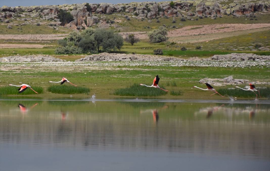 Konya ve Aksaray sınırındaki flamingoları korumak için 24 saat nöbet tutuyorlar 10