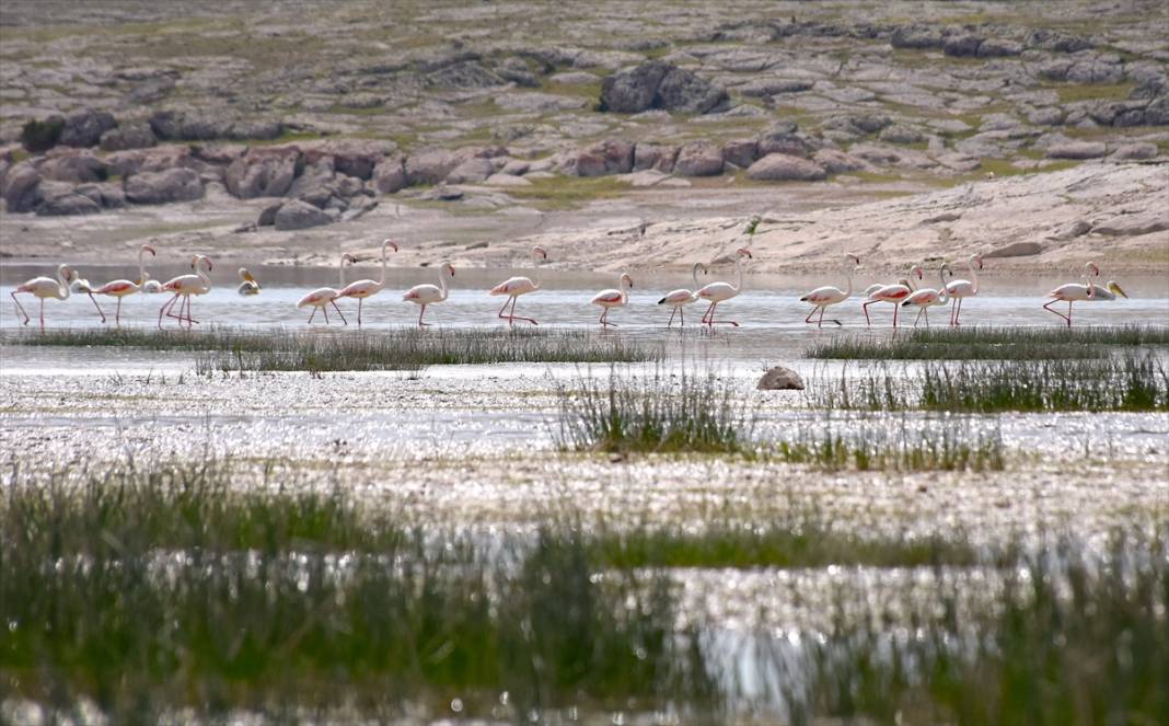 Konya ve Aksaray sınırındaki flamingoları korumak için 24 saat nöbet tutuyorlar 2