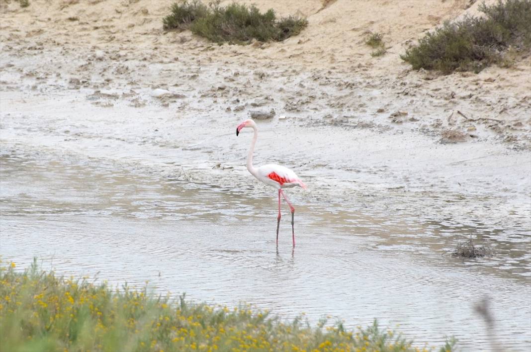 Konya ve Aksaray sınırındaki flamingoları korumak için 24 saat nöbet tutuyorlar 3