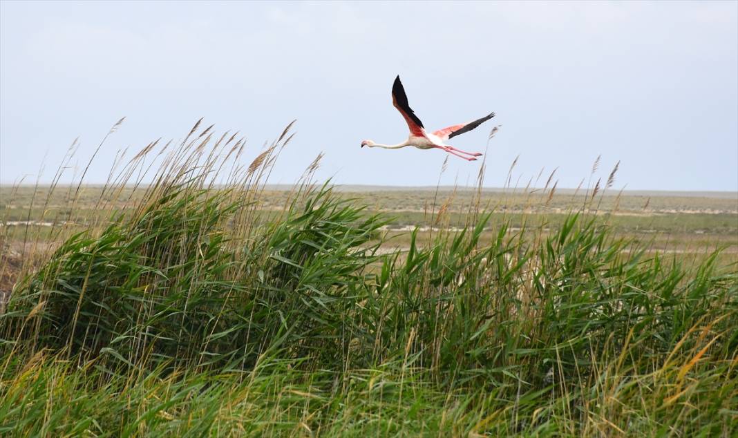 Konya ve Aksaray sınırındaki flamingoları korumak için 24 saat nöbet tutuyorlar 4