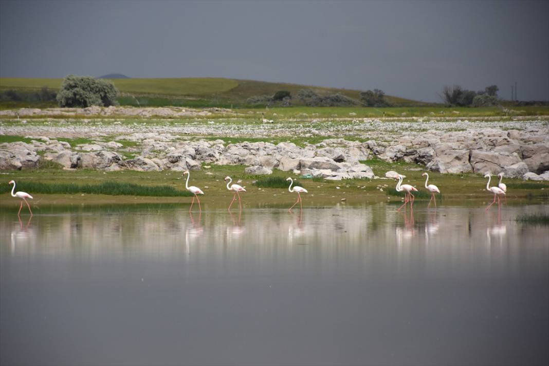 Konya ve Aksaray sınırındaki flamingoları korumak için 24 saat nöbet tutuyorlar 6