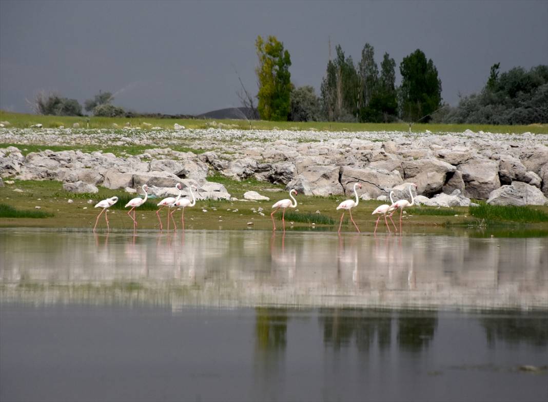 Konya ve Aksaray sınırındaki flamingoları korumak için 24 saat nöbet tutuyorlar 7