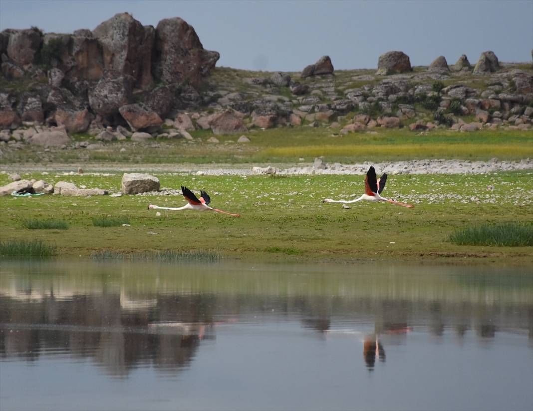 Konya ve Aksaray sınırındaki flamingoları korumak için 24 saat nöbet tutuyorlar 8