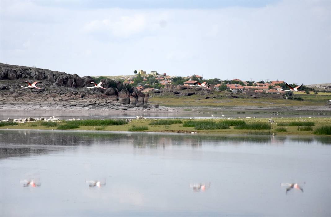 Konya ve Aksaray sınırındaki flamingoları korumak için 24 saat nöbet tutuyorlar 9