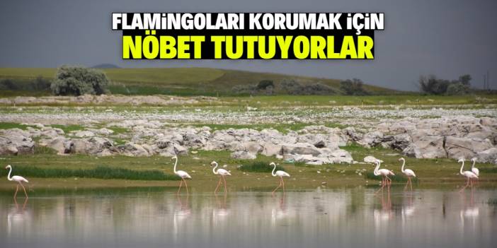 Konya ve Aksaray sınırındaki flamingoları korumak için 24 saat nöbet tutuyorlar