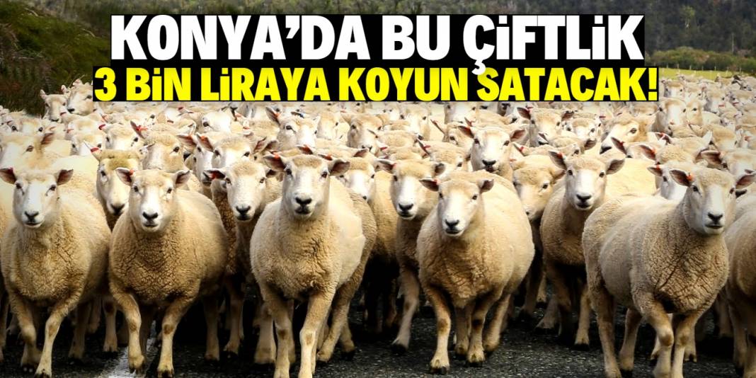 Konya'nın en büyük çiftliğinde 3 bin liraya koyun satılıyor! Stokta 1750 tane var 1