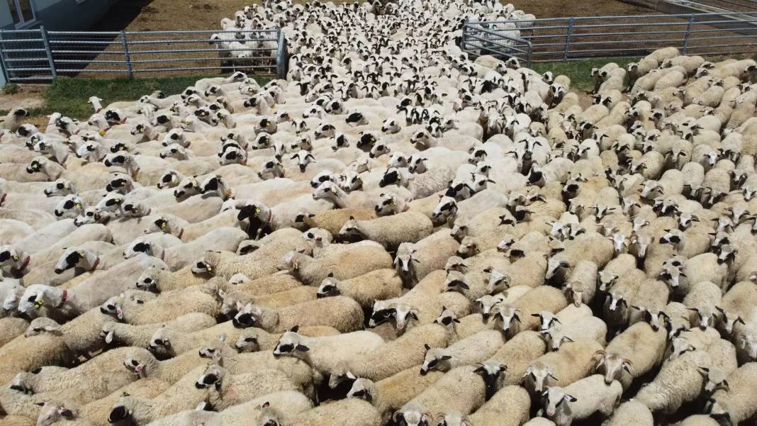 Konya'nın en büyük çiftliğinde 3 bin liraya koyun satılıyor! Stokta 1750 tane var 8