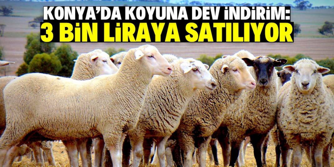 Konya'daki dev çiftlik koyuna indirim yaptı! 3 bin liradan satılıyor 1