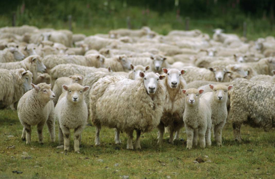 Konya'daki dev çiftlik koyuna indirim yaptı! 3 bin liradan satılıyor 4