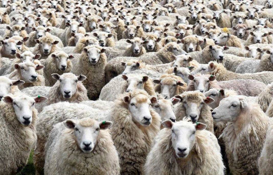 Konya'daki dev çiftlik koyuna indirim yaptı! 3 bin liradan satılıyor 5