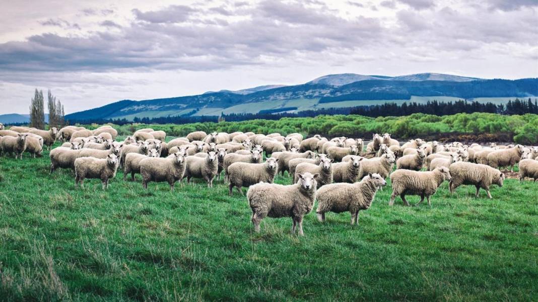 Konya'daki dev çiftlik koyuna indirim yaptı! 3 bin liradan satılıyor 6