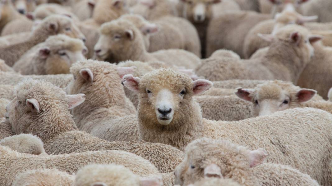 Konya'daki dev çiftlik koyuna indirim yaptı! 3 bin liradan satılıyor 7