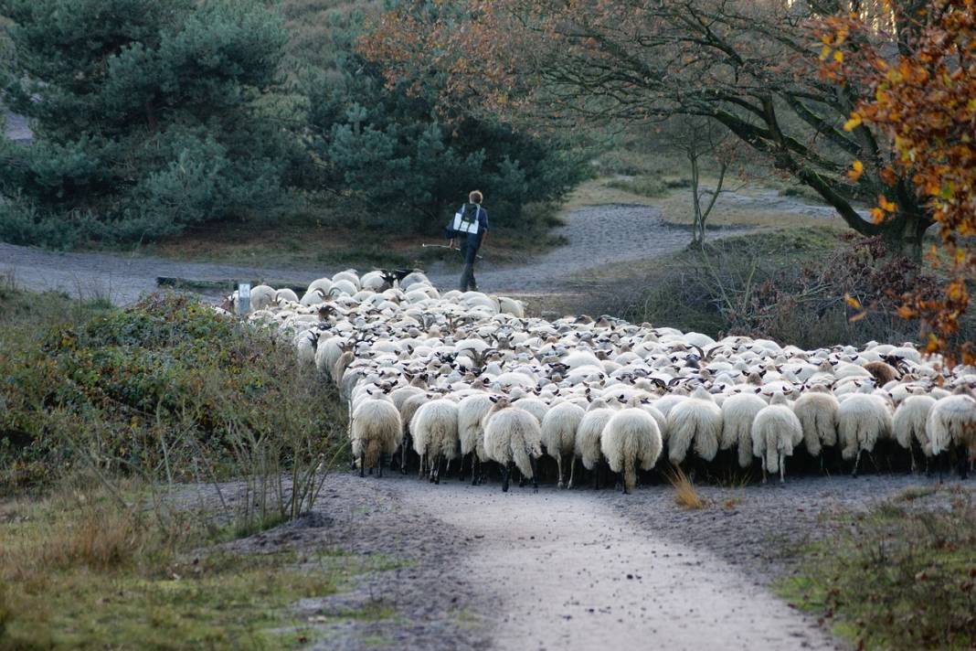 Konya'daki dev çiftlik koyuna indirim yaptı! 3 bin liradan satılıyor 8