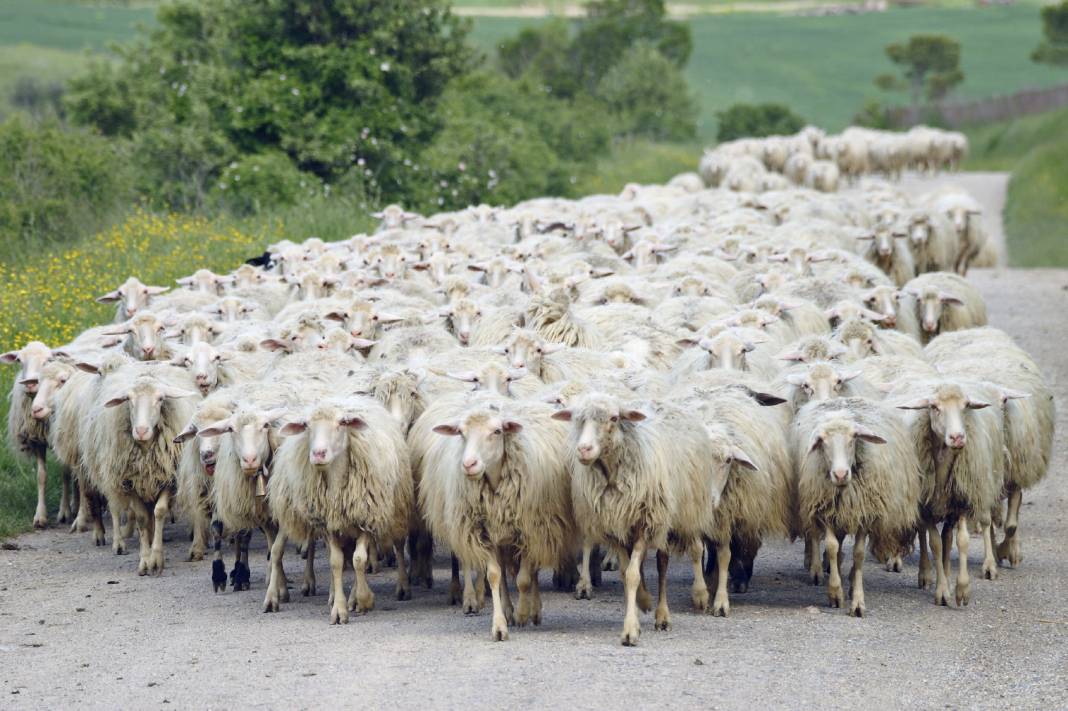 Konya'daki dev çiftlik koyuna indirim yaptı! 3 bin liradan satılıyor 9