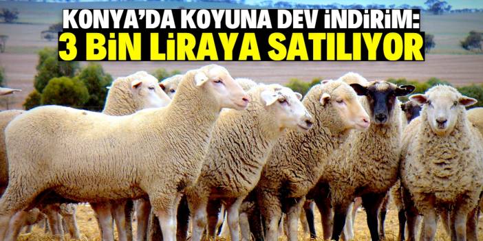 Konya'daki dev çiftlik koyuna indirim yaptı! 3 bin liradan satılıyor