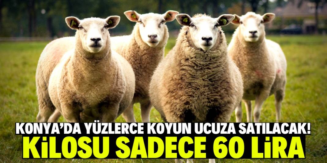 Konya'da herkes et yesin diye 60 liraya koyun satışı başladı! 1