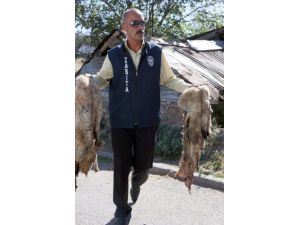 Zabıtadan Kaçak Et Operasyonu