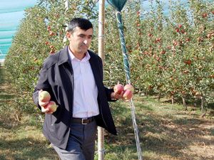 İran elması yerli üreticiyi zora soktu