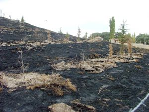 Piknik alanındaki fidanları yaktılar