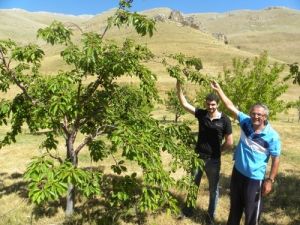 Toroslarda Organik Kiraz Yetiştiriyor