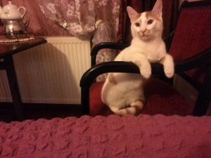 İşte Havalimanında Kaybolan Kedi