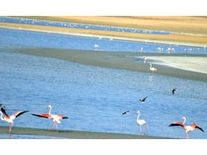 Flamingoların Uğrak Yeri Düden Eski Cıvıltısına Kavuştu