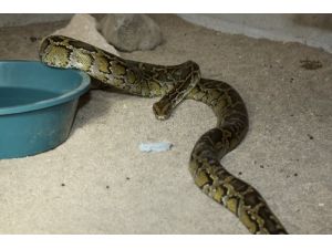 Kayseri’deki Hayvanat Bahçesine Piton Getirildi